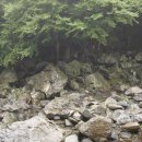 천제연 담팔수나무 이미지