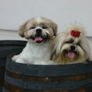 대구가축병원 이미지