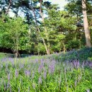 소나무숲 이미지