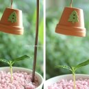 예쁜커피나무 이미지