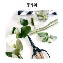 인디각건축디자인 | 식물 집사 필수 장비 추천 베어본즈 가드닝 원목 미니 전정가위 솔직 후기