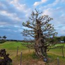 라온CC | 노캐디 가능한 제주도골프 라온CC 라온골프텔 패키지 정보 라운딩후기