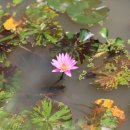 연꽃이야기 이미지