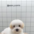 살롱 꼬미'S 이미지