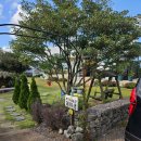 소담농장 | 제주여행] 애월 귤 따기 체험 농장 귤 택배 제이샘 부가네 농장 후기