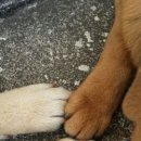 제주댕댕스푼 이미지