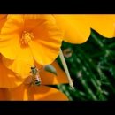 미국에서 꿀벌연구 동영상 Can Mushrooms Save the Honey Bee? 이미지