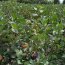 구면농장 이미지