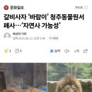 갈비사자 ‘바람이’ 청주동물원서 폐사…‘자연사 가능성’ 이미지