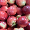 복주농장 이미지