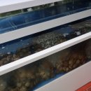 증평수족관 이미지