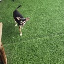 윤앤퍼피 이미지