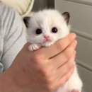 왕발고양이
