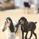 쁘띠퍼피 이미지