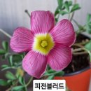 피전블러드와 오렌지크림 사랑초 이미지