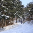 원대리 자작나무숲 이미지