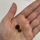 카니코리아 이미지