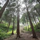 두동편백나무숲: 자연의 힐링 공간 이미지