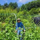 노을이슬 이미지