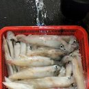 삼일낚시 이미지