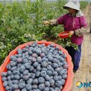 대나무골농장 이미지