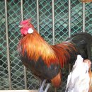 꼬꼬마을 이미지