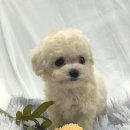 엔젤인독스 이미지