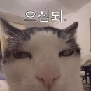 은혜 | [갓은혜] 다이어트 빵 비건베이커리 갓은혜스콘 얼먹 후기