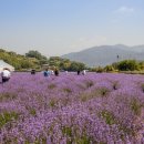 사라실 라벤더 단지 이미지