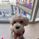 베릴키키 이미지