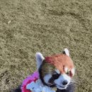 꽃 들고 오는 래서팬더 이미지