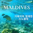 몰디브 | 몰디브 스노클링 후기｜거북이·만타·돌고래까지, 두짓타니 몰디브 바다 수중환경🐢🐬