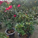 동백꽃백화점 이미지