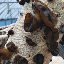 부연농장 이미지