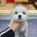 그루밍존 이미지