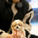 유어펫강아지분양남양주다산