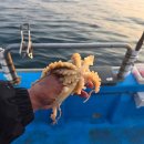 1대물호 | 강릉배낚시 대물호 타고 즐긴 바다 낚시 후기