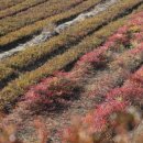 오성농원 이미지