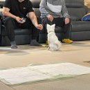 퍼펙트독 이미지