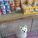 사랑해줄개 애견샵 이미지