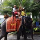 코끼리 | 태국 파타야 농눅빌리지 입장권 가격, 관람차, 민속 코끼리쇼 솔직 후기