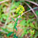 장산억새밭 이미지