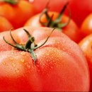 토마토 이미지