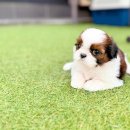 해피애견타운 분당판교점 | 분당강아지분양 우리의 인연 시츄