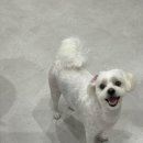 이뻐질개 애견미용실 이미지