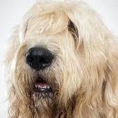 Otter(오터) 이미지