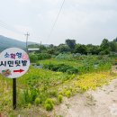 울미연꽃마을 이미지