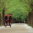 김유정로 이미지