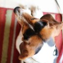 캐비어동물메디컬센터 이미지