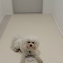 모던디자인 - 남양주시 금강로779번길 3-50 | 【강아지 매트】 퍼핑 펫매트 러그타입 모던디자인 바닐라밀크 XL 후기